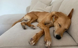 Keylam wünscht sich ein eigenes Körbchen!