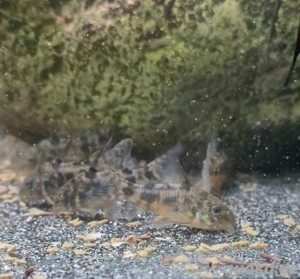 marmorierter Panzerwels Hoplisoma paleatus 