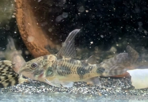 marmorierter Panzerwels Hoplisoma paleatus 