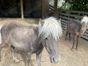 Classic-Pony Hengst 3-jährig