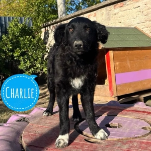 Charlie, wunderschöner und junger Mischling Border Collie   Kroatischer Schäferhund