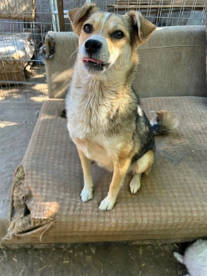 Simone ist ein Traum von Hündchen    Bild 6