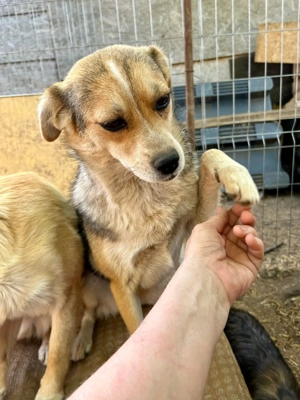 Simone ist ein Traum von Hündchen    Bild 5