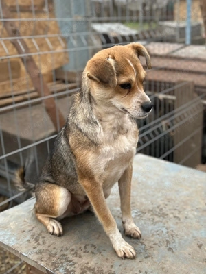 Simone ist ein Traum von Hündchen    Bild 8