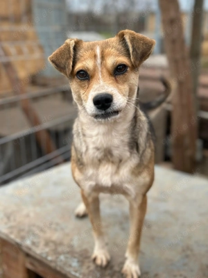 Simone ist ein Traum von Hündchen    Bild 9