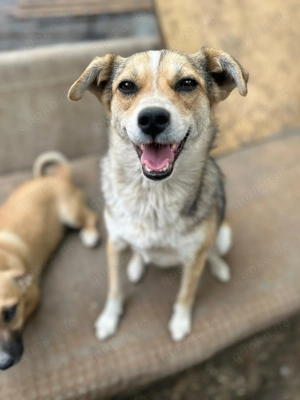 Simone ist ein Traum von Hündchen    Bild 7