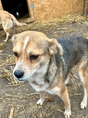 Simone ist ein Traum von Hündchen    Bild 2