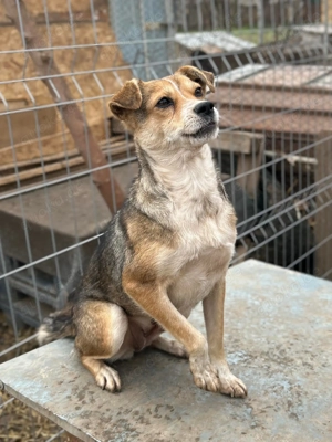 Simone ist ein Traum von Hündchen    Bild 10