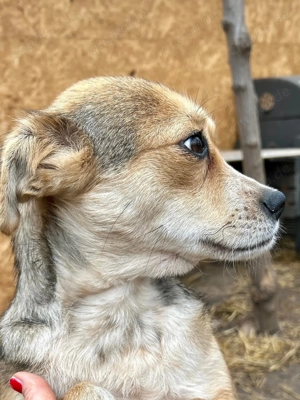 Simone ist ein Traum von Hündchen    Bild 11