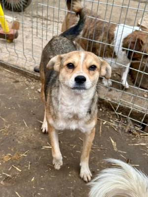 Simone ist ein Traum von Hündchen   