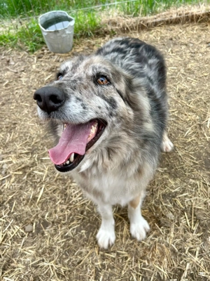 Wunderschöne DAGA sucht ihre Herzensfamilie   