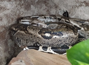 Zwergboa: 1.0 Boa constrictor imperator "Cay Caulker" DNZ 2013