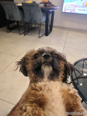 Shih Tzu Rüde 