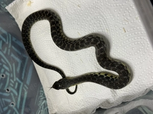 Leioheterodon madagascariensis- Madagaskarhakennasennatter Bild 3