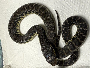 Leioheterodon madagascariensis- Madagaskarhakennasennatter Bild 2