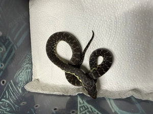 Leioheterodon madagascariensis- Madagaskarhakennasennatter Bild 6