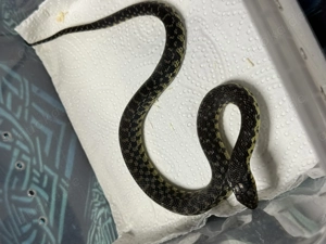 Leioheterodon madagascariensis- Madagaskarhakennasennatter Bild 4