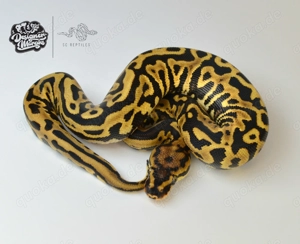 RESERVIERT 0.1 Spotnose Leopard Fire 100% Het Clown - Königspython 