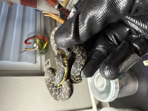 Leioheterodon madagascariensis- Madagaskarhakennasennatter Bild 7