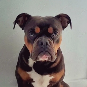 DECKRÜDE - Bruno von Baden 