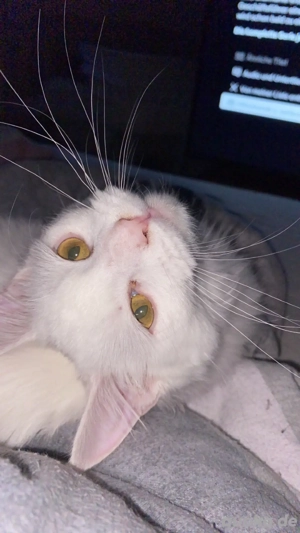 Maine Coon x Türkisch Van Kitten