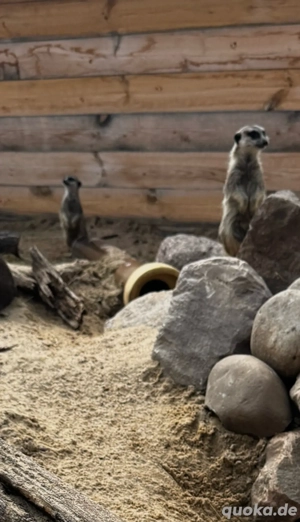 Erdmännchen abzugeben