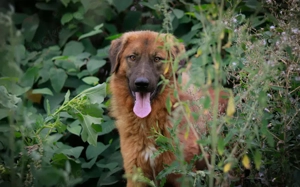 Juno sucht eine geduldige Familie