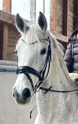 Biete Reitbeteiligung 