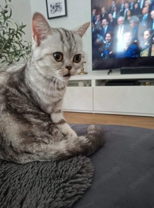 Britisch Kurzhaar Dame 1,5 Jahre!