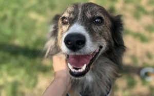 Sonnenschein Sole sucht ihre Menschen Bild 2