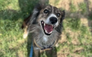 Sonnenschein Sole sucht ihre Menschen