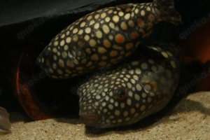 Pao abei - Süßwasser Kugelfisch - Tetraodon - Aquarium Zierfisch Bild 2