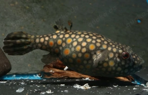 Pao abei - Süßwasser Kugelfisch - Tetraodon - Aquarium Zierfisch Bild 1