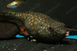 Pao abei - Süßwasser Kugelfisch - Tetraodon - Aquarium Zierfisch Bild 10