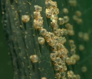 Pao abei - Süßwasser Kugelfisch - Tetraodon - Aquarium Zierfisch Bild 7