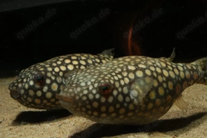 Pao abei - Süßwasser Kugelfisch - Tetraodon - Aquarium Zierfisch Bild 6