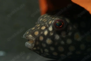 Pao abei - Süßwasser Kugelfisch - Tetraodon - Aquarium Zierfisch Bild 8