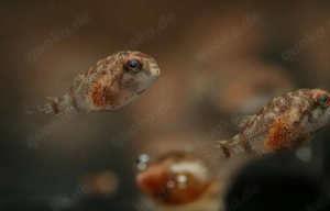 Pao abei - Süßwasser Kugelfisch - Tetraodon - Aquarium Zierfisch Bild 5