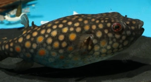 Pao abei - Süßwasser Kugelfisch - Tetraodon - Aquarium Zierfisch Bild 9