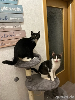 Zwei liebevolle Geschwister-Katzen abzugeben