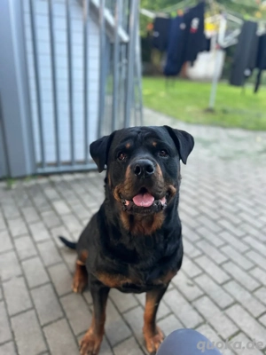 Deckrüde Rottweiler 4 jahre 