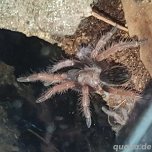 0.0.1 Brachypelma boehmei 
