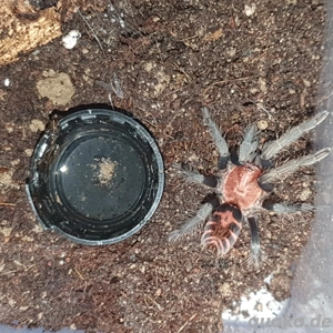 0.0.1 Davus pentalore 