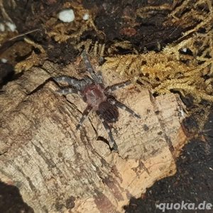 0.0.1 Acanruscuria geniculata 