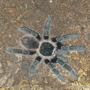 0.0.1 Lasiodora parahypana 