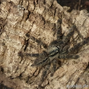 1x 0.0.1 Poecilotheria ornata Enz 11.24 