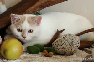 Bkh Kitten blue und odd eyed  sowie Träger 
