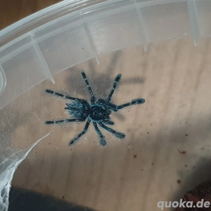 0.0.1 Caribena versicolor Enz 06.25 