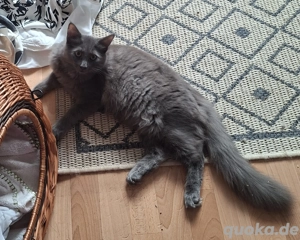 Kuscheliger Kater sucht ein zu Hause