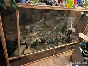 Kornnatter abzugeben